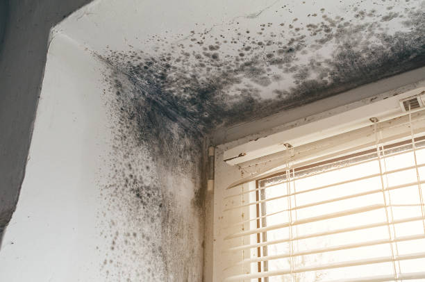 Affordable Mold Remediation solutions in Georgetown, CO