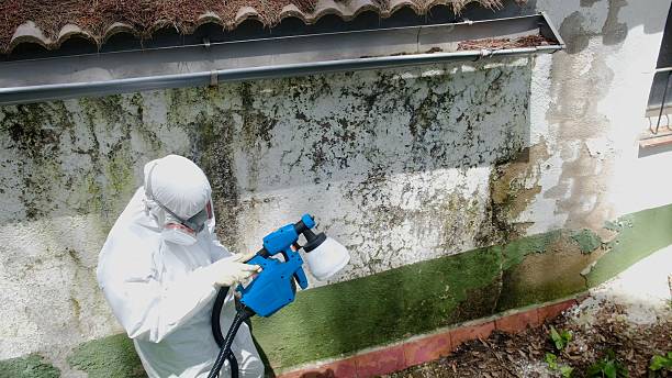 Trusted Crawl Space Mold Removal service in Georgetown, CO - Cheap Mold Removal